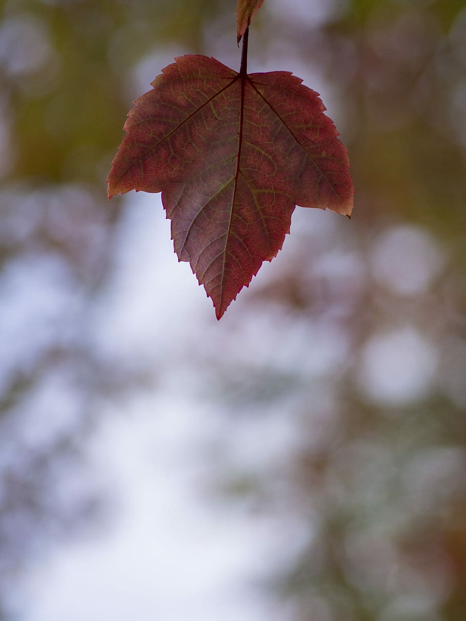 red maple leaf, red leaf on the tree, autumn, fall, oak, minimal HD wallpaper