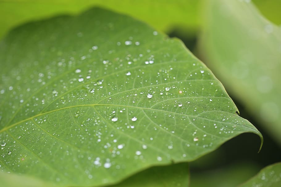 dew on green leaf at daytime, selective focus photography of water bubble on top of green leaf HD wallpaper