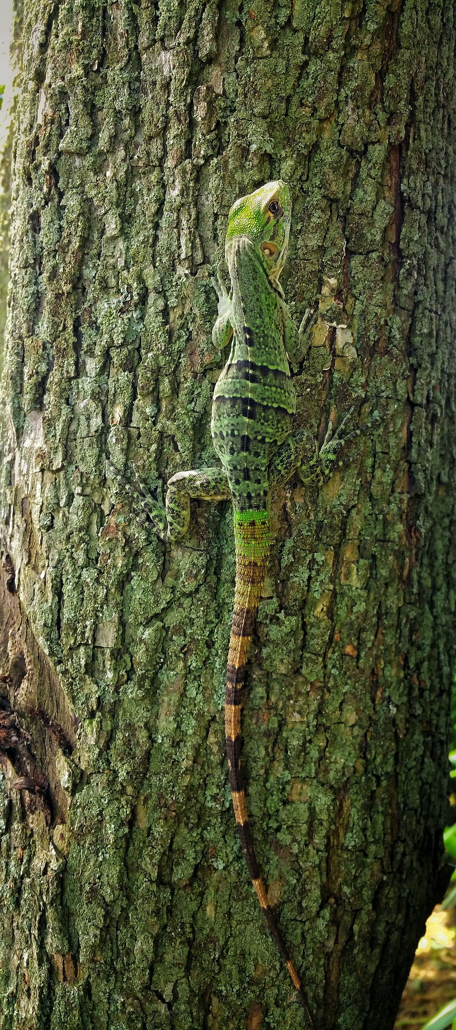 lizard, green, reptile, bark, tree, stripes, camouflage, tail HD wallpaper