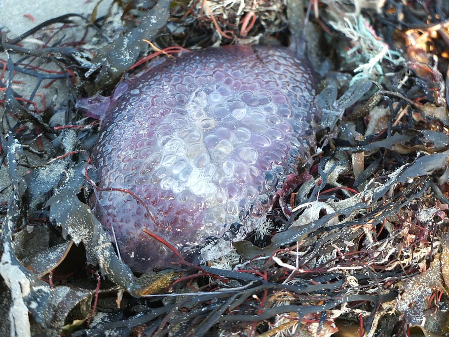beach, jellyfish, violet, ocean, sand, sea, nature, animal HD wallpaper