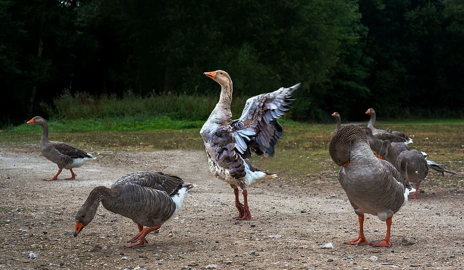 Goose, Geese, Dancing, Bird, Nature, park, wildlife, canadian, HD wallpaper