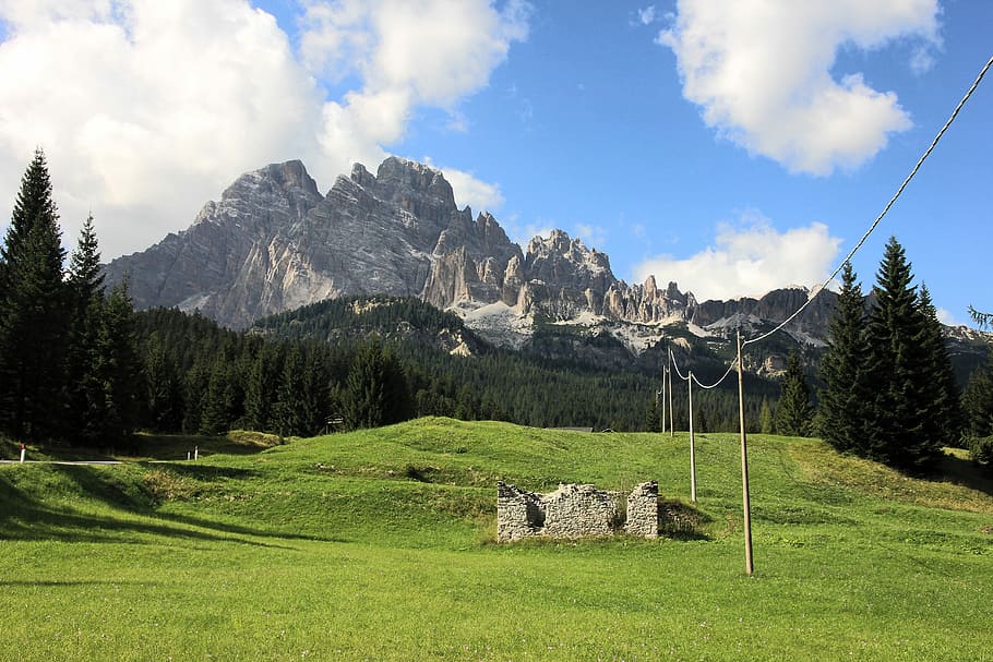 pine trees near alps, nature, mountain, landscape, grass, meadow HD wallpaper