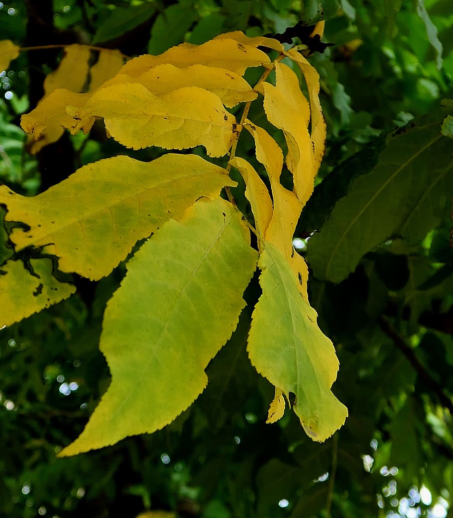 autumn, autumn leaf, leaves, fall color, emerge, autumn colours HD wallpaper