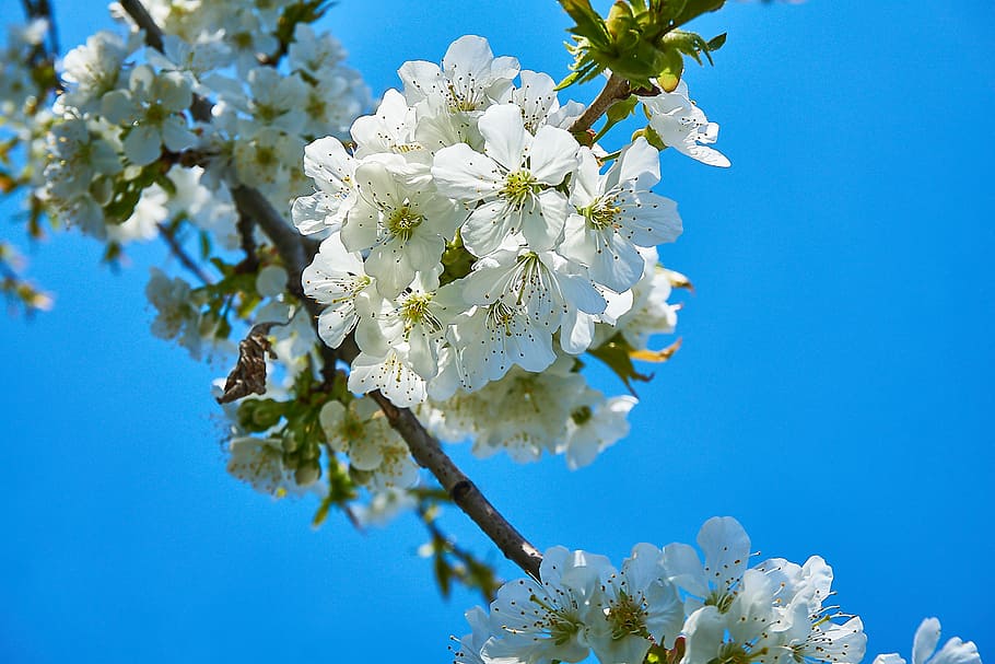cherry blossom, white, fruit tree, cherry wood, april, flowers, HD wallpaper