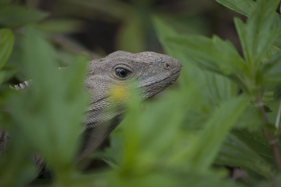 Iguana, Reptile, Lizard, Predator, park, costa rica, green HD wallpaper