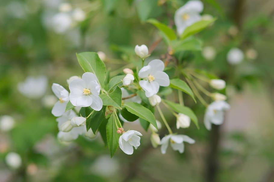 trees, branch, fruit, bloom, spring, flower, flowering plant HD wallpaper
