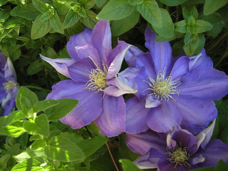 clematis, flower, spring, blossom, garden, bloom, nature, plant HD wallpaper