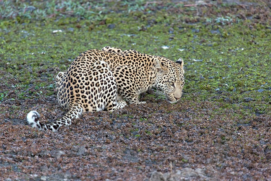leopard on green grass, animal, predator, panthera pardus, big cat HD wallpaper