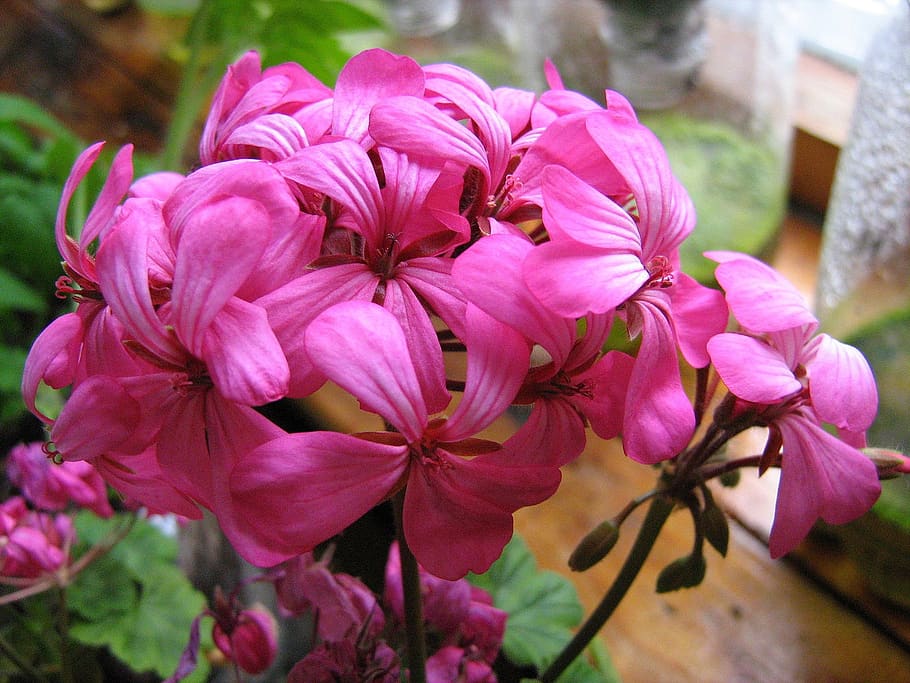 geranium, spring, flowers, flowering plant, vulnerability, fragility HD wallpaper