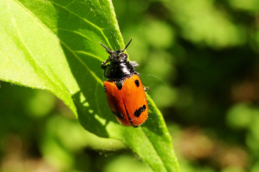 nature, no one, insect, leaf, at the court of, animals, invertebrates HD wallpaper