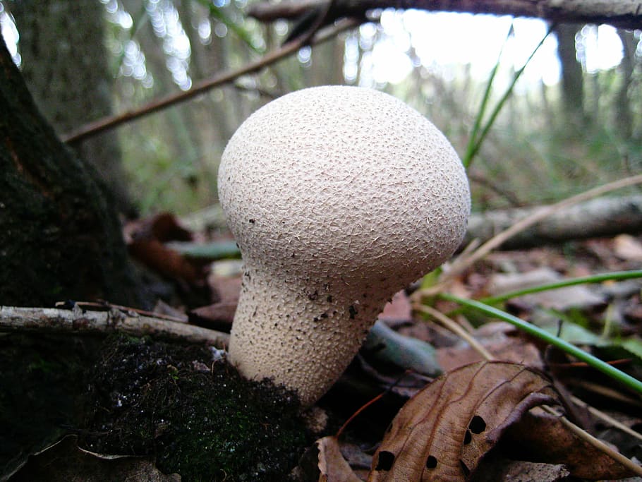 mushrooms, white, macro, forest, collecting mushrooms, autumn HD wallpaper