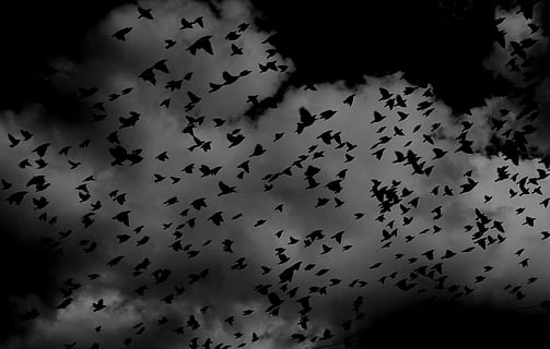 silhouette of flock of birds on sky, silhouette of flock of birds HD wallpaper