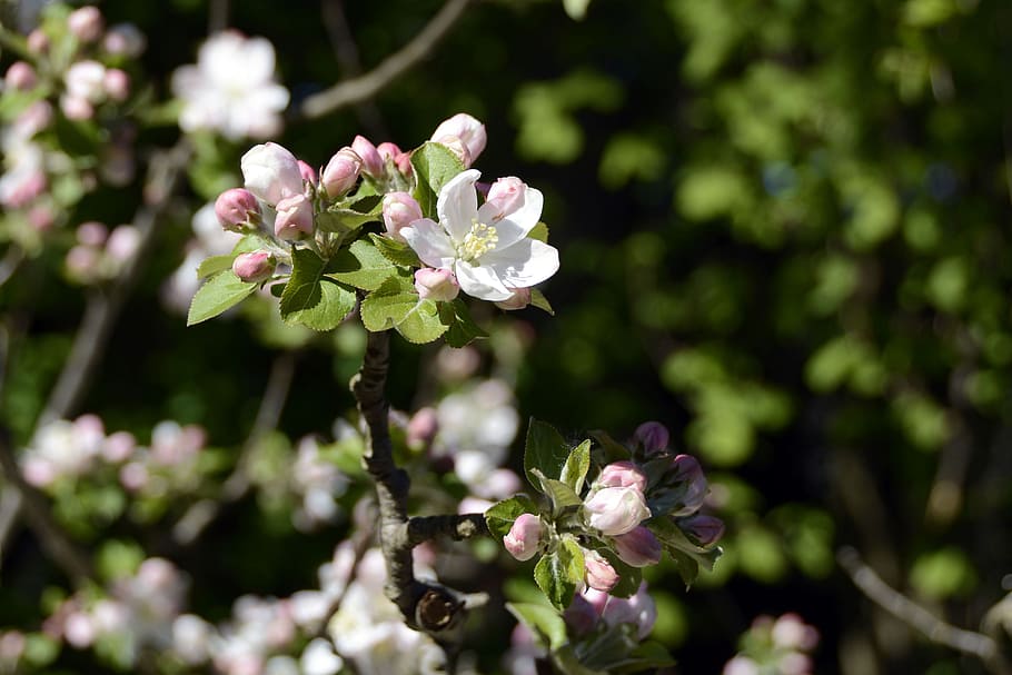 apple tree blossom, nature, spring, bloom, white, pink, bush HD wallpaper