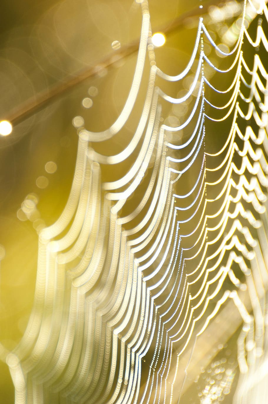 cobweb, spiderweb, trap, net, nature, morning, light, gold colored HD wallpaper