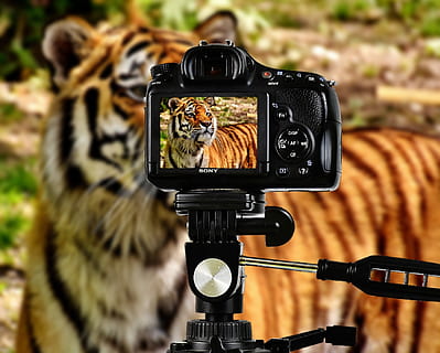 black Sony DSLR camera, tiger, predator, fur, photograph, beautiful HD wallpaper