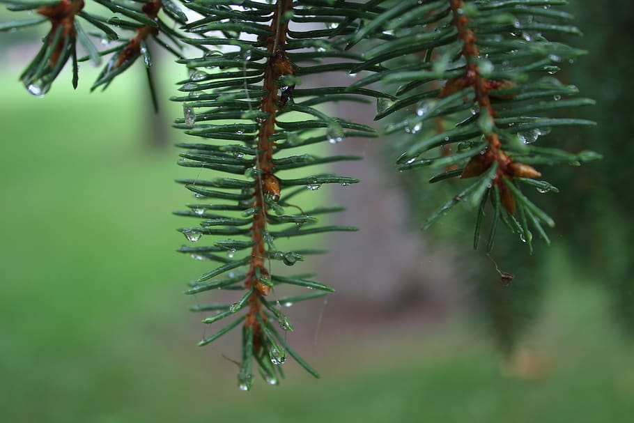 rain, pine tree, close-up, nature, raindrop, summer, green HD wallpaper