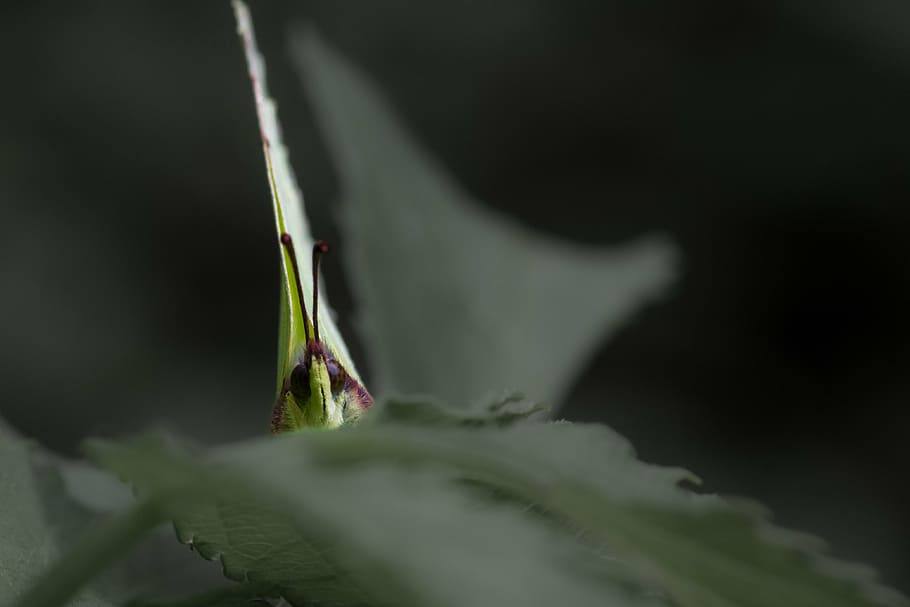 butterfly, insect, nature, close-up, selective focus, plant HD wallpaper