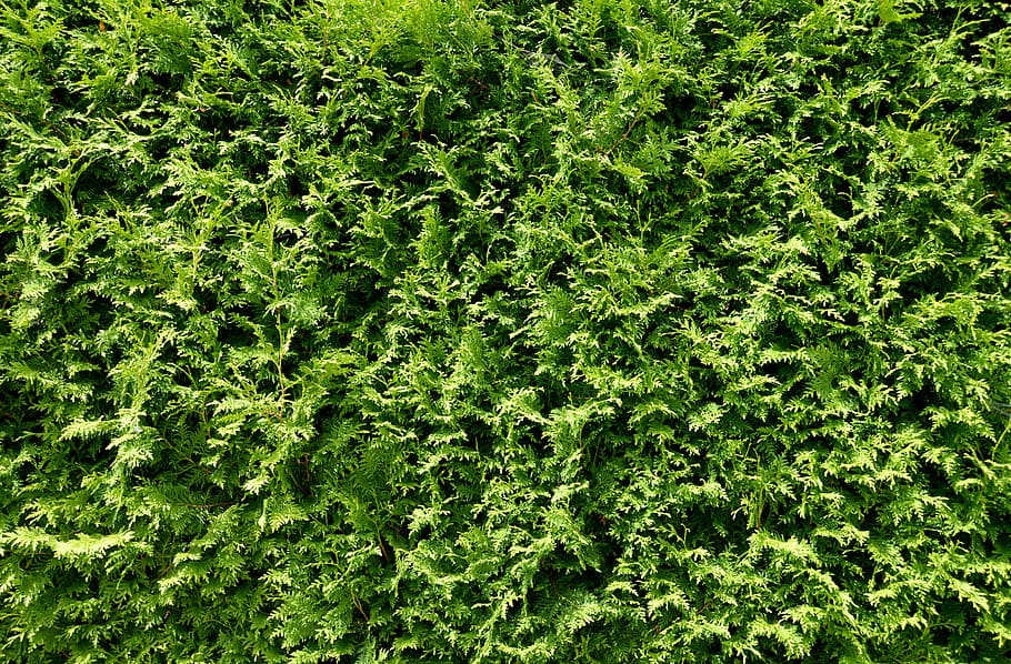 green leafed plants, thuja hedge, stuff, noise protection, environment