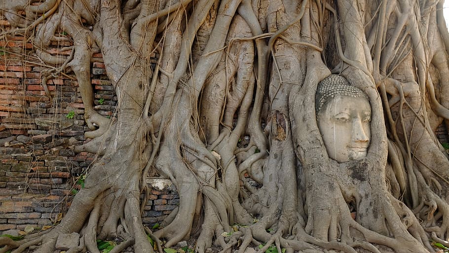 Single Trip, Buddha root decor, tree, roots, statue, carving HD wallpaper