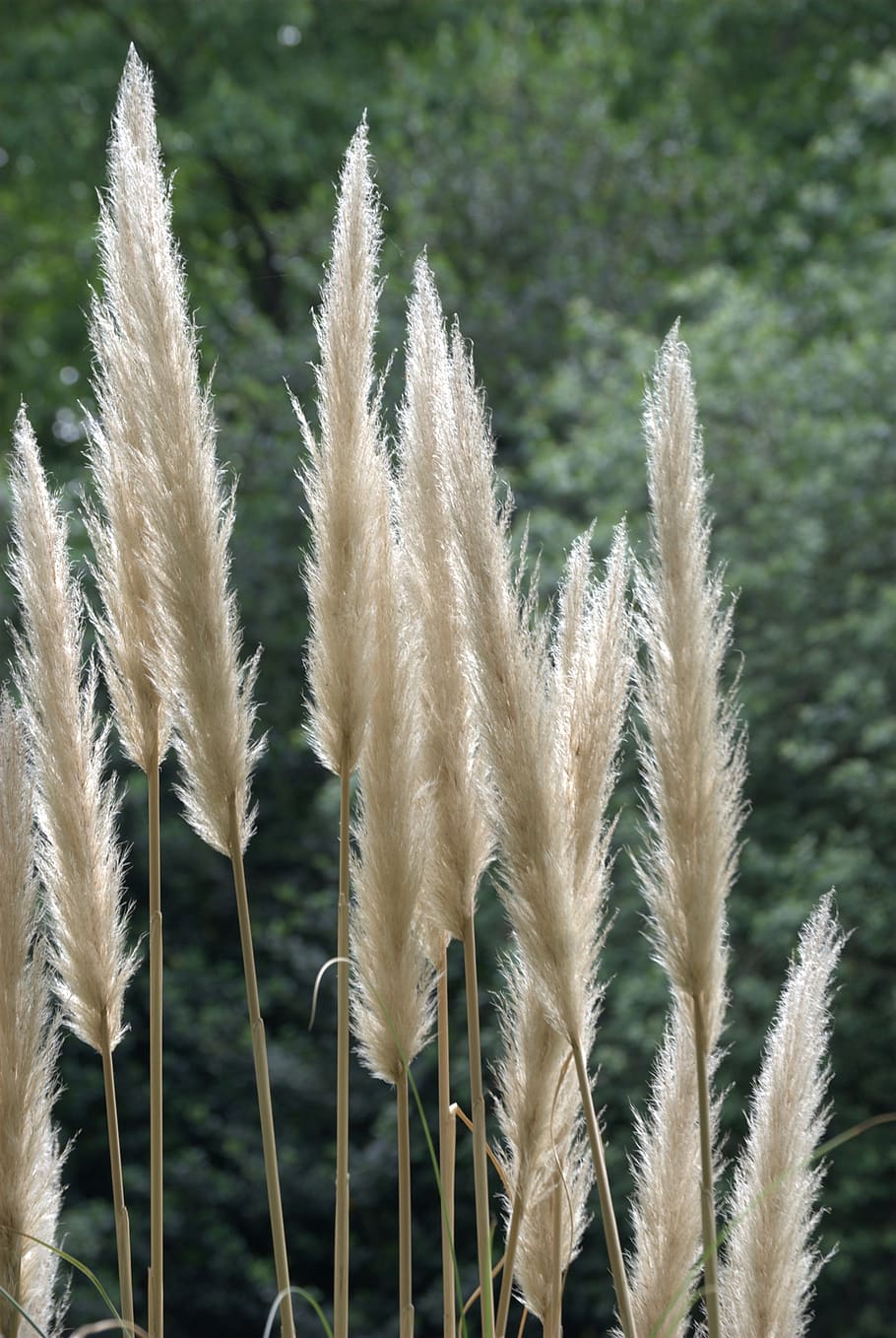 Pampas Grass HD Wallpapers and Backgrounds