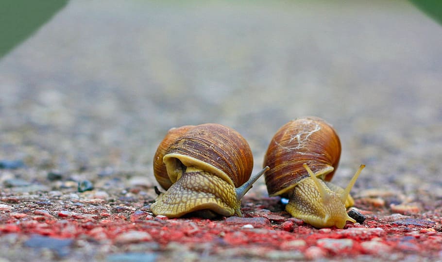 two brown snails on road, Race, Run, Target, finish line, sport HD wallpaper