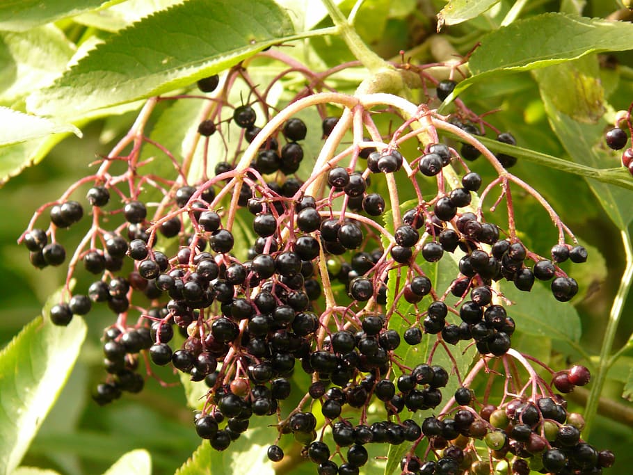 Black elderberry 1080P, 2K, 4K, 5K HD wallpapers free download ...