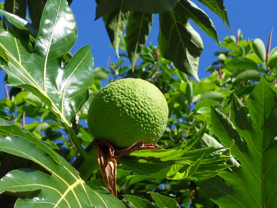 plant, tree, fruit, leaf, plant part, healthy eating, green color HD wallpaper