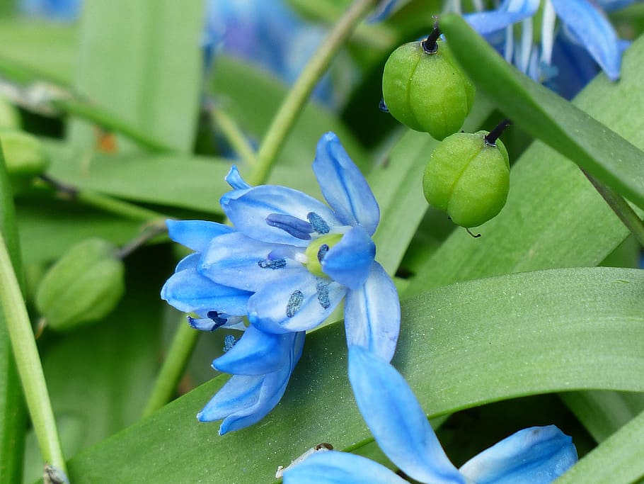 Campanulata 1080P, 2K, 4K, 5K HD wallpapers free download | Wallpaper Flare