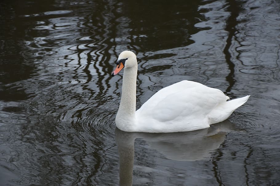swan, water, river, winter, animal themes, animals in the wild HD wallpaper