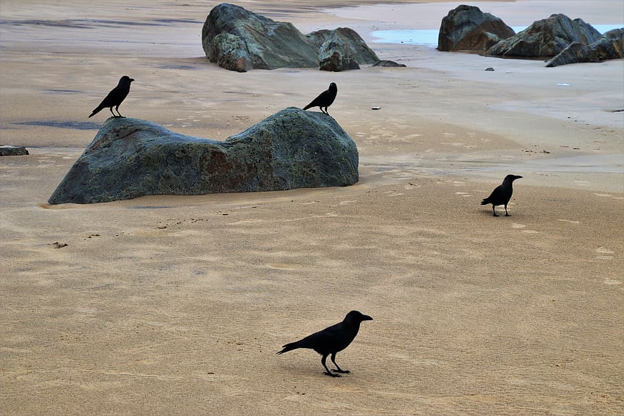 raven, birds, the stones, beach, wind, water, sand, monolithic part of the waters, HD wallpaper