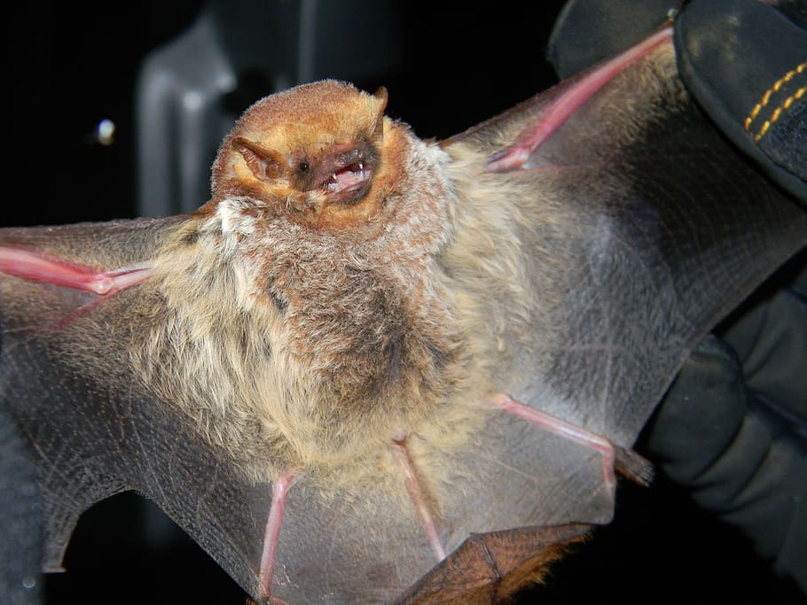 bat, seminole bat, large, mammal, wings, held, close-up, animal