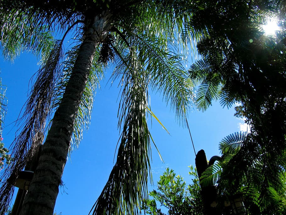 palm, tree, palms, blue, sky, florida, nature, outdoors, forest HD wallpaper