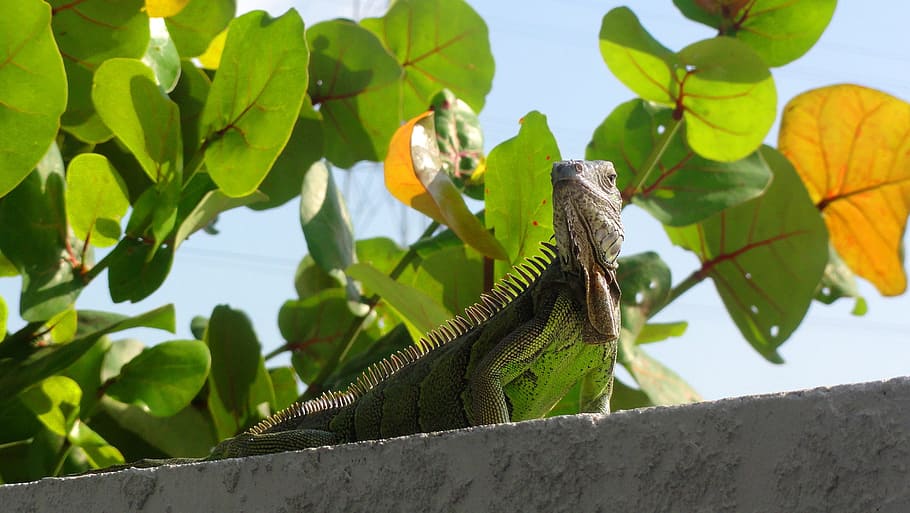 lizard, keys, marathon, america, usa, animal themes, reptile HD wallpaper