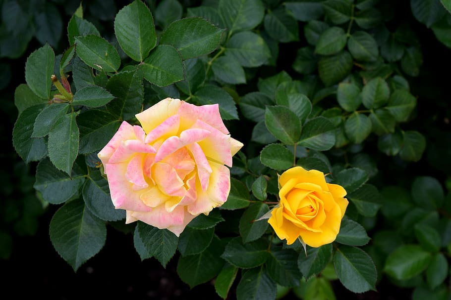 yellow rose, flower, fresh, spring, nature, rose - Flower, petal HD wallpaper