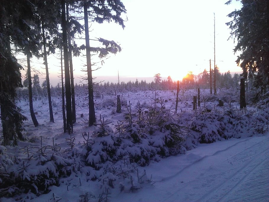 Winter, Trail, Snow, tree, cold temperature, nature, scenics HD wallpaper