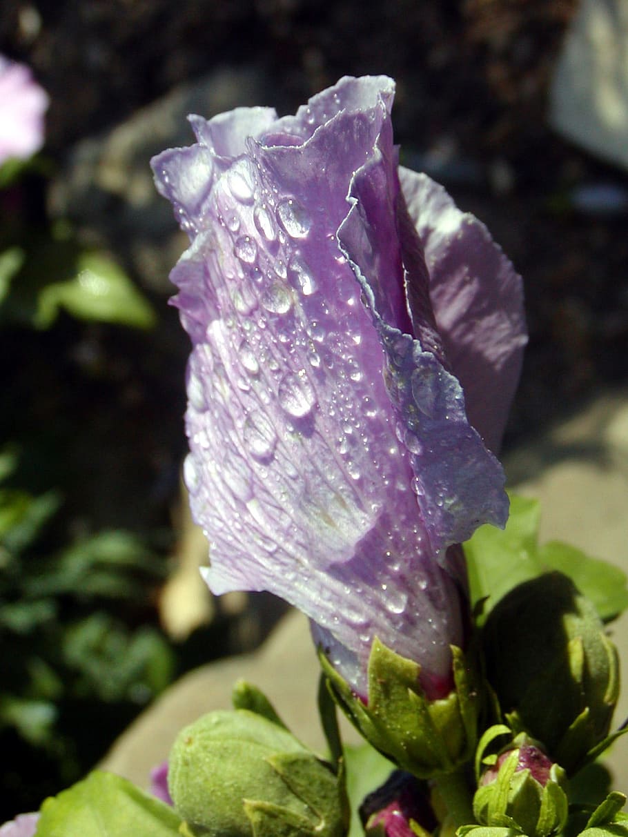 flower, lila, hibiscus, morning, dew, water-drop, garden, freshness, HD wallpaper
