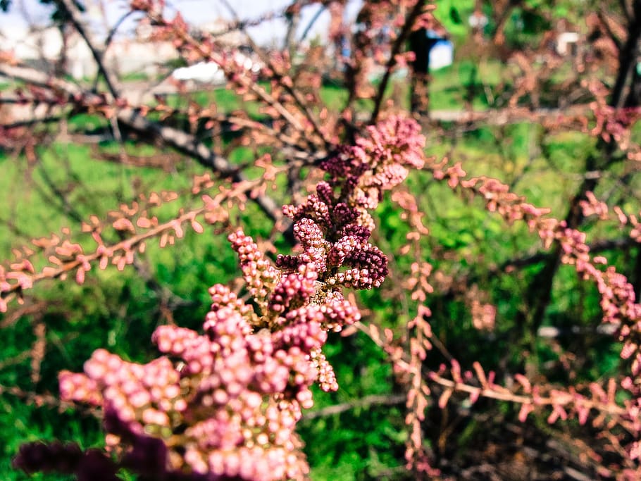 green, leaf, grass, fruit, plant, flower, growth, flowering plant HD wallpaper