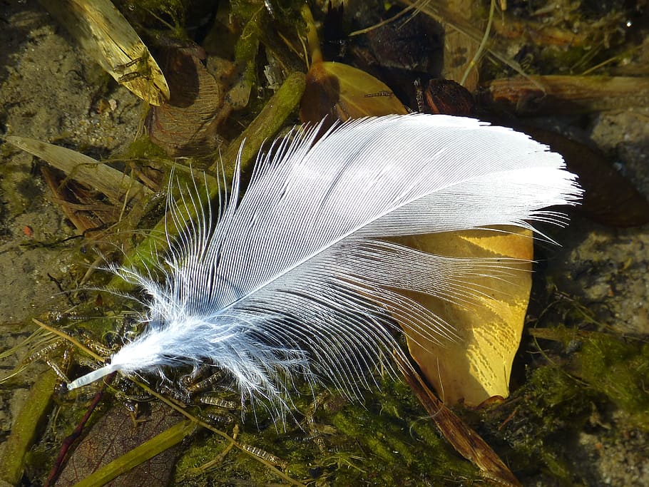 close-up photography of white feather on grass field, bird feather HD wallpaper