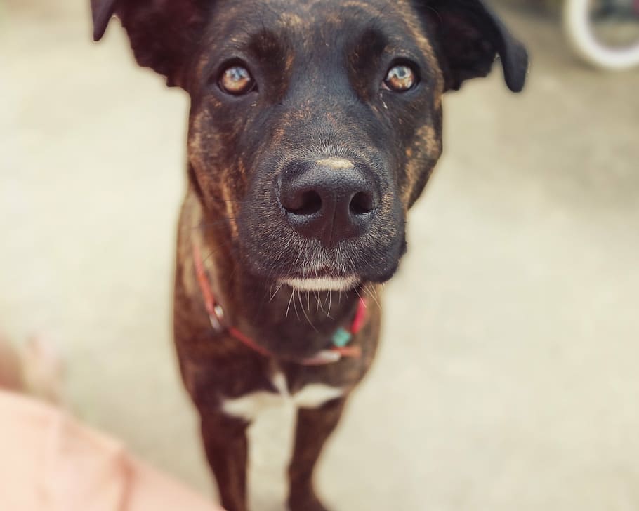 closeup photo of black brindle dog, animal, animals, bark, boxer HD wallpaper