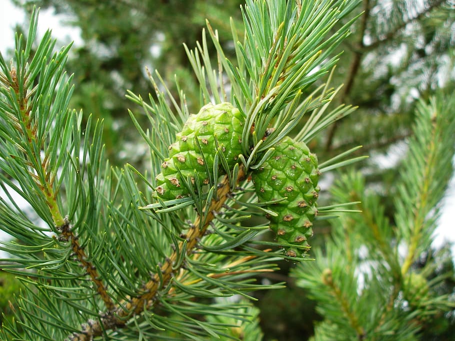 pine cones, pine tree, mountain, forest, green, evergreen, plant HD wallpaper