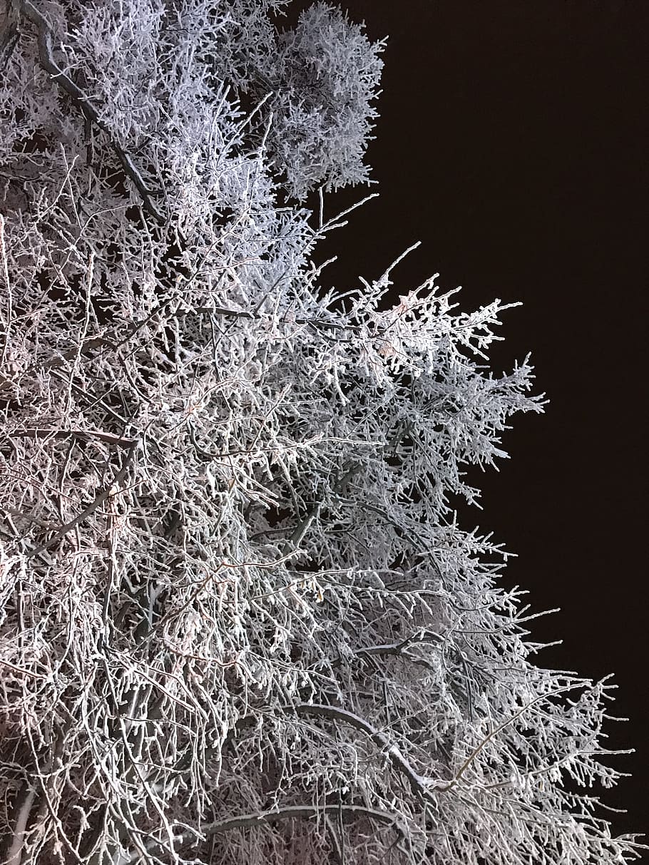 leann, winter, tree, frozen, nature, plant, cold temperature HD wallpaper