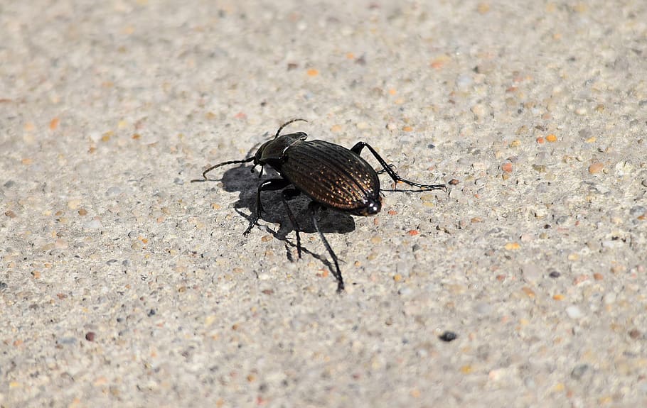 beetle, closeup, insect, zoom, garden, macro, nature, worm HD wallpaper