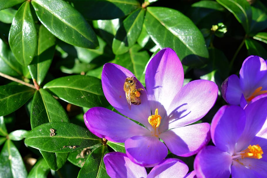 crocus, flower, blossom, bloom, close, bee, frühlingsanfang HD wallpaper