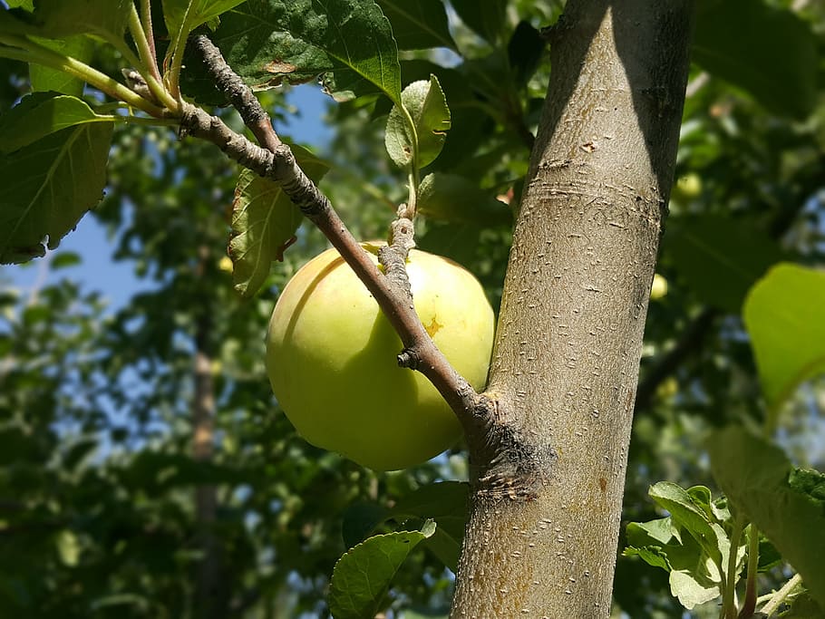 apple, leaves, tree, nature, fruit, plant, branch, food, growth HD wallpaper