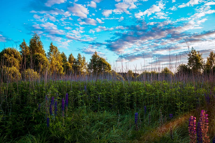 Tall Trees and Grasses, blue flowers, bright, clouds, cornflowers HD wallpaper