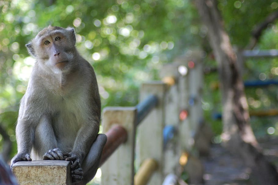 monkey, semarang, kreo cave, central java, indonesian, animals HD wallpaper