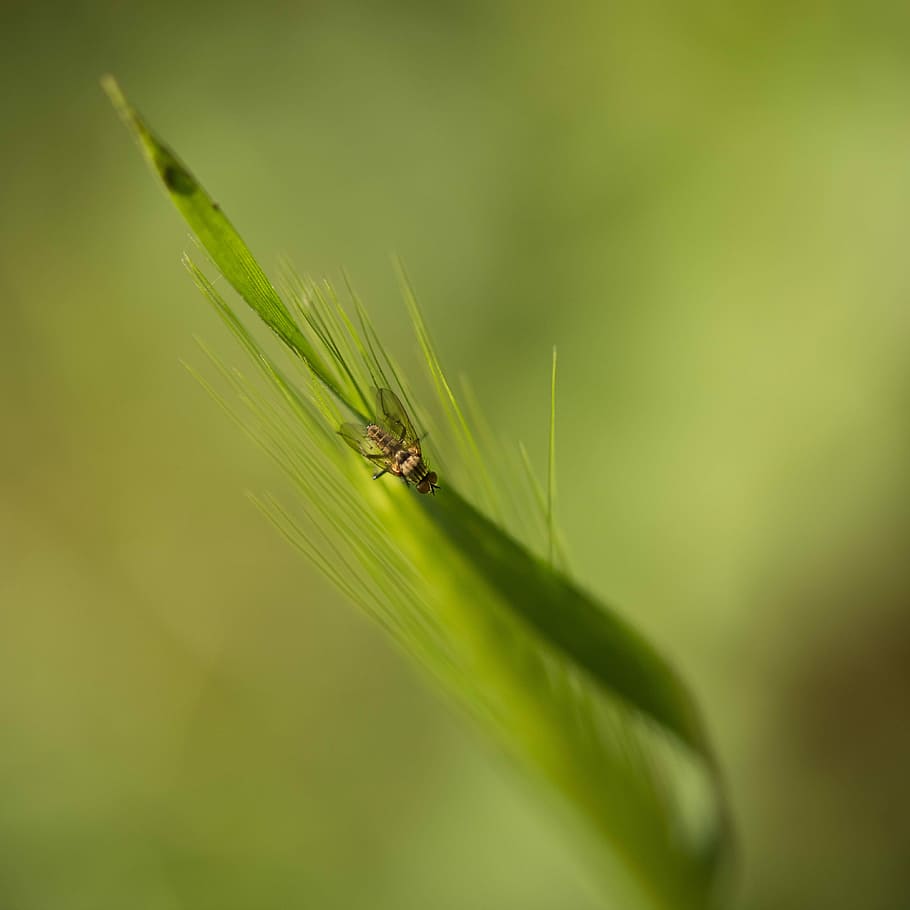 Fly, Nature, Insects, Macro, one animal, green color, animals in the wild HD wallpaper