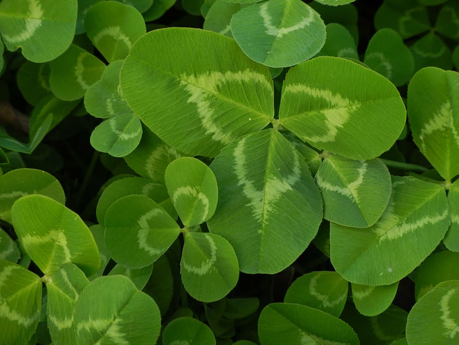 green plant, clover, natural, luck, irish, shamrock, leaf, spring, HD wallpaper