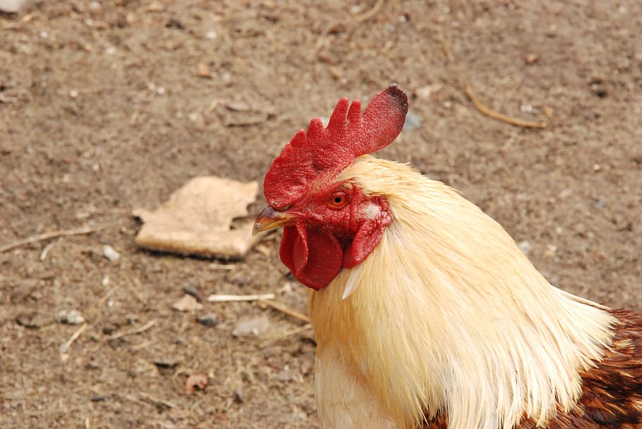 haan, bird, comb, cockscomb, cackle, morning, chicken - bird HD wallpaper