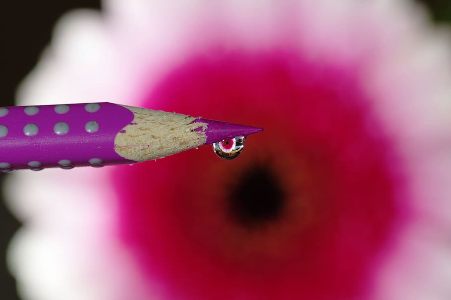 Drip, Blossom, Bloom, Close, Leaf, Macro, drop of water, mirroring HD wallpaper